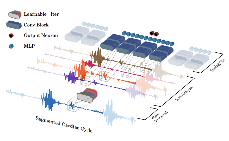 Cardiovascular Screening with Heart Sounds Diagram